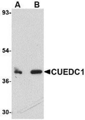 Western Blot: CUEDC1 AntibodyBSA Free [NBP1-76946]