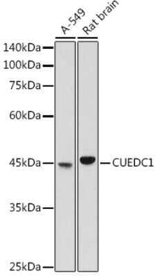 Western Blot: CUEDC1 AntibodyAzide and BSA Free [NBP3-16054]