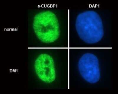 Immunocytochemistry/ Immunofluorescence: CUGBP1/CELF1 Antibody (3B1) [NB200-316]