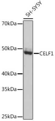 Western Blot: CUGBP1/CELF1 Antibody (2B2P2) [NBP3-15394]
