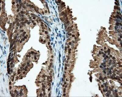 Flow Cytometry: CUGBP1/CELF1 Antibody (OTI5B8) - Azide and BSA Free [NBP2-71623]
