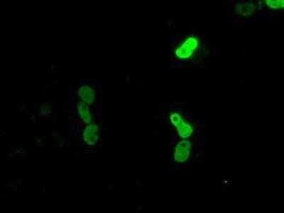 Immunocytochemistry/ Immunofluorescence: CUGBP1/CELF1 Antibody (OTI5B8) [NBP2-02343]