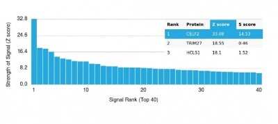 Protein Array: CUGBP2 Antibody (PCRP-CELF2-1E4) [NBP3-13841]