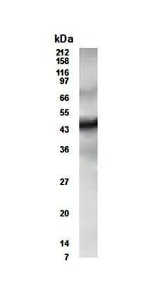 Western Blot: CUGBP2 AntibodyBSA Free [NB600-204]