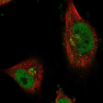 Immunocytochemistry/ Immunofluorescence: CWF19L1 Antibody [NBP1-83793]
