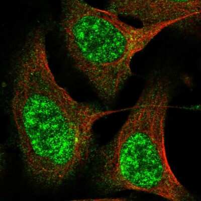 Immunocytochemistry/ Immunofluorescence: CWF19L2 Antibody [NBP1-83533]