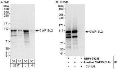 Western Blot: CWF19L2 Antibody [NBP1-78215]