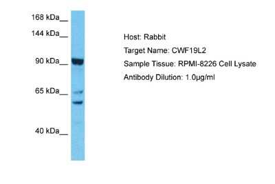 Western Blot: CWF19L2 Antibody [NBP2-84736]