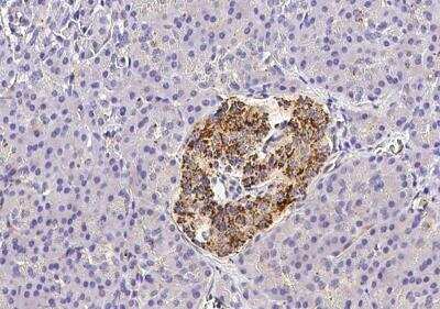 Immunohistochemistry-Paraffin: CX3CL1/Fractalkine Antibody (409) [NBP2-89590]
