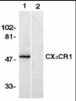 Western Blot: CX3CR1 Antibody Blocking Peptide [NBP1-76949PEP]