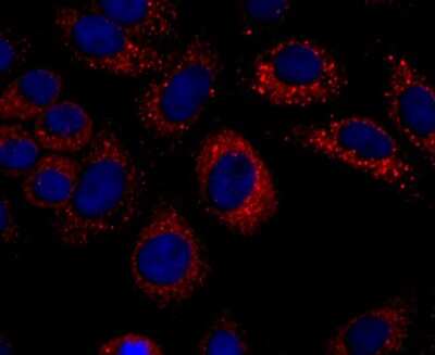 Immunocytochemistry/ Immunofluorescence: CXCL10/IP-10/CRG-2 Antibody (JA10-82) [NBP2-67004]