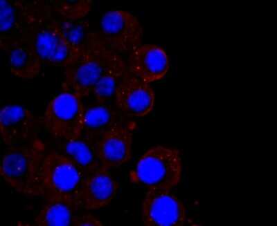 Immunocytochemistry/ Immunofluorescence: CXCL10/IP-10/CRG-2 Antibody (JA10-82) [NBP2-67004]