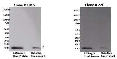 Western Blot: CXCL11/I-TAC Antibody (10C6) [NBP2-22533]