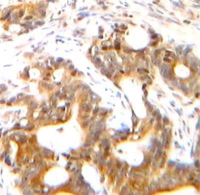 Immunohistochemistry-Paraffin: CXCL12/SDF-1 alpha Antibody - Azide and BSA Free [NBP2-29480]