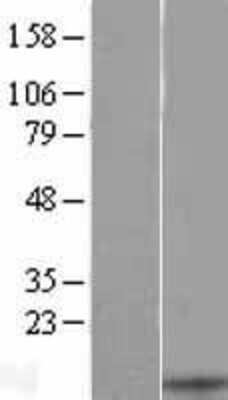 Western Blot: CXCL13/BLC/BCA-1 Overexpression Lysate [NBL1-09624]