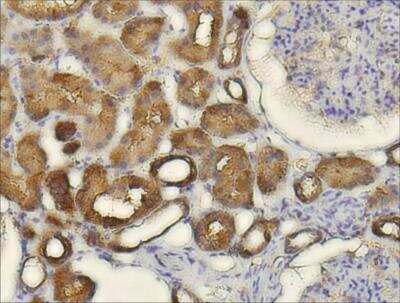 Immunohistochemistry-Paraffin: CXCL14/BRAK Antibody [NBP1-31398]