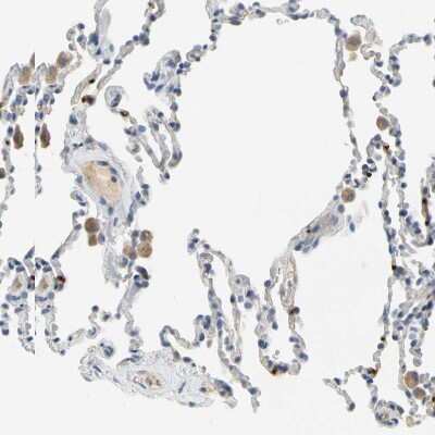 Immunohistochemistry-Paraffin: CXCL7/NAP-2 Antibody [NBP1-89921]