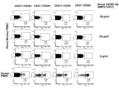 Flow Cytometry: CXCR1/IL-8RA Antibody (MM0221-7D22) - Azide and BSA Free [NBP2-12237]