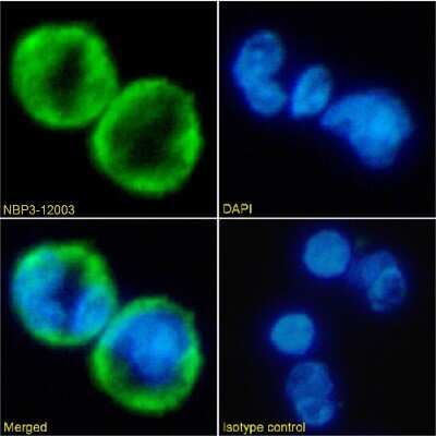 Immunocytochemistry/ Immunofluorescence: CXCR1/IL-8RA Antibody (SE2) - Chimeric - Azide and BSA Free [NBP3-12003]