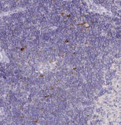 Immunohistochemistry-Paraffin: CXCR3 Antibody [NBP2-38547]