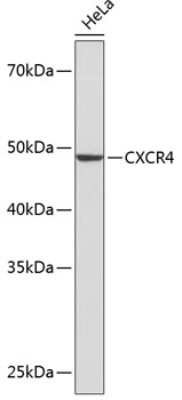 Western Blot: CXCR4 Antibody (9B6G1) [NBP3-15624]