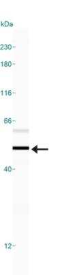 Simple Western: CXCR4 Antibody [NBP1-77560]