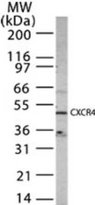 Western Blot: CXCR4 Antibody [NB100-56437]
