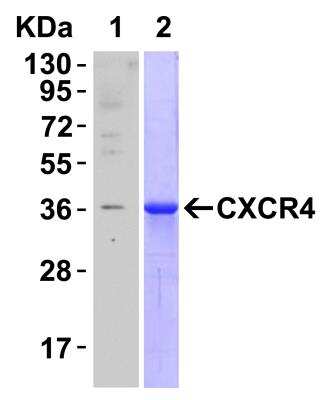 Western Blot: CXCR4 AntibodyBSA Free [NBP1-77067]