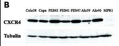 Western Blot: CXCR4 AntibodyBSA Free [NBP1-77067]