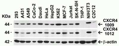 Western Blot: CXCR4 AntibodyBSA Free [NBP1-77067]