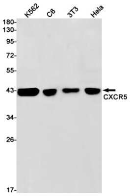 Western Blot: CXCR5 Antibody (S03-8K7) [NBP3-14919]