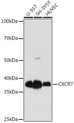 Western Blot: CXCR7/RDC-1 Antibody (8V8E1) [NBP3-16728]