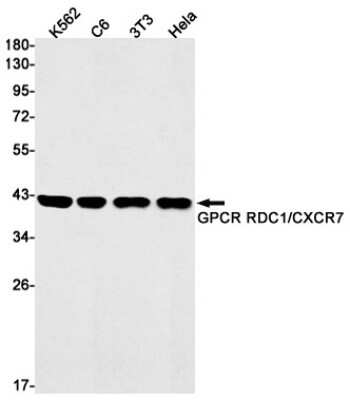 Western Blot: CXCR7/RDC-1 Antibody (S08-6H8) [NBP3-14920]