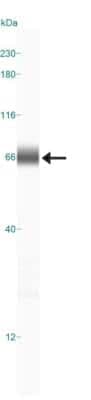 Simple Western: CXCR7/RDC-1 AntibodyBSA Free [NBP2-24779]