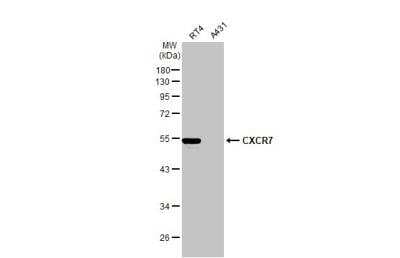 Western Blot: CXCR7/RDC-1 Antibody [NBP1-31309]