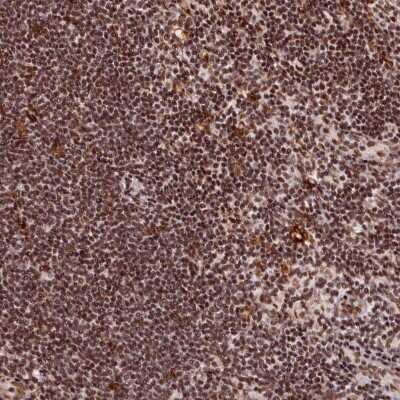Immunohistochemistry-Paraffin: CXXC1 Antibody [NBP1-91816]