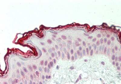Immunohistochemistry-Paraffin: CXXC1 Antibody [NBP2-84739]