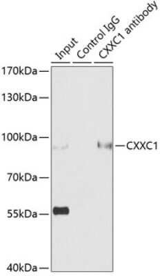 Western Blot: CXXC1 AntibodyBSA Free [NBP2-92690]