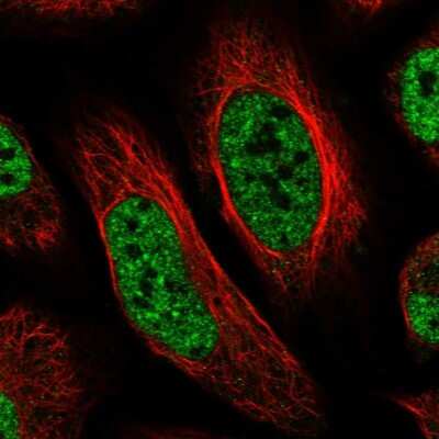 Immunocytochemistry/ Immunofluorescence: BCLAF3 Antibody [NBP1-86397]