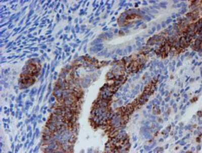 Immunohistochemistry-Paraffin: CYB5R1 Antibody (OTI4B7) [NBP2-01951]