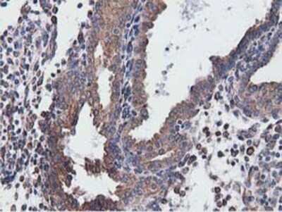Flow Cytometry: CYB5R3 Antibody (OTI2A10) - Azide and BSA Free [NBP2-70572]