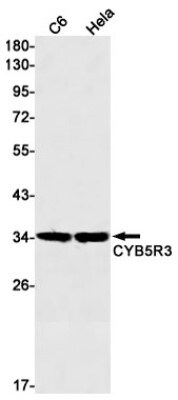 Western Blot: CYB5R3 Antibody (S01-9F3) [NBP3-19614]