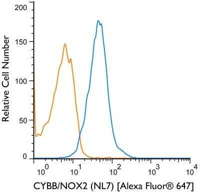 Flow Cytometry: CYBB/NOX2 Antibody (NL7) - BSA Free [NBP1-41012]