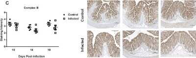 Immunohistochemistry: CYC1 Antibody [NBP1-86872]