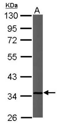 Western Blot: CYC1 Antibody [NBP1-32072]