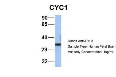 Western Blot: CYC1 Antibody [NBP1-54770]