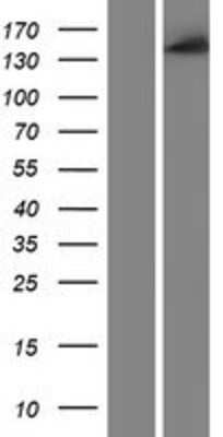 Western Blot: CYFIP1 Overexpression Lysate [NBP2-07306]