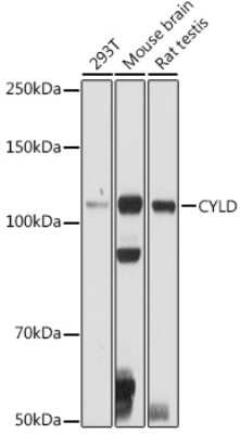 Western Blot: CYLD AntibodyBSA Free [NBP2-92436]