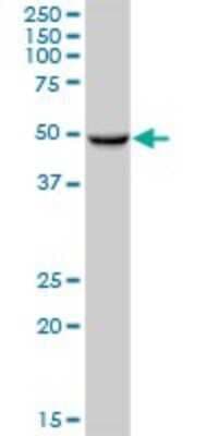 Western Blot: CYP3A43 Antibody [H00064816-B01P]