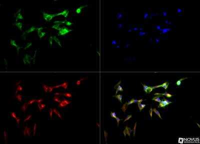 Immunocytochemistry/ Immunofluorescence: CYP46A1 Antibody [NB400-140]